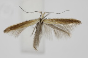  ( - BC_LSNOE_Lep_06297)  @11 [ ] CreativeCommons - Attribution Non-Commercial Share-Alike (2025) Wolfgang Stark Landessammlungen Nieder&ouml;sterreich