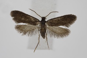  ( - BC_LSNOE_Lep_06320)  @11 [ ] CreativeCommons - Attribution Non-Commercial Share-Alike (2025) Wolfgang Stark Landessammlungen Nieder&ouml;sterreich