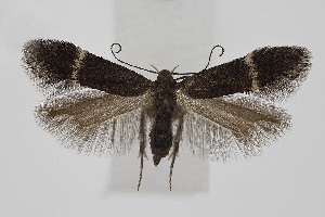  ( - BC_LSNOE_Lep_06323)  @11 [ ] CreativeCommons - Attribution Non-Commercial Share-Alike (2025) Wolfgang Stark Landessammlungen Nieder&ouml;sterreich