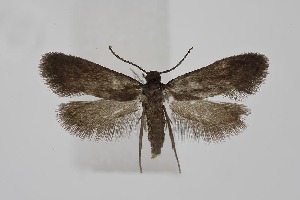  ( - BC_LSNOE_Lep_06330)  @11 [ ] CreativeCommons - Attribution Non-Commercial Share-Alike (2025) Wolfgang Stark Landessammlungen Nieder&ouml;sterreich