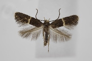  ( - BC_LSNOE_Lep_06341)  @11 [ ] CreativeCommons - Attribution Non-Commercial Share-Alike (2025) Wolfgang Stark Landessammlungen Nieder&ouml;sterreich