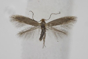  ( - BC_LSNOE_Lep_06388)  @11 [ ] CreativeCommons - Attribution Non-Commercial Share-Alike (2025) Wolfgang Stark Landessammlungen Nieder&ouml;sterreich