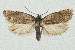  ( - CCDB-39367-A01)  @11 [ ] CreativeCommons - Attribution Non-Commercial Share-Alike (2025) Norbert Poell A-4820 Bad Ischl, Duerrenbachweg 4