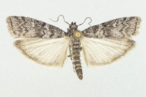  (Dioryctria simpliciella - CCDB-39367-H02)  @11 [ ] CreativeCommons - Attribution Non-Commercial Share-Alike (2025) Norbert Poell A-4820 Bad Ischl, Duerrenbachweg 89