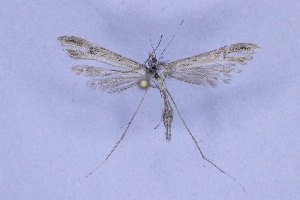  ( - CCDB-39366-E08)  @11 [ ] CreativeCommons - Attribution Non-Commercial Share-Alike (2080) Norbert Poell A-4820 Bad Ischl, Duerrenbachweg 59