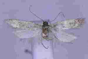  ( - CCDB-39366-H11)  @11 [ ] CreativeCommons - Attribution Non-Commercial Share-Alike (2119) Norbert Poell A-4820 Bad Ischl, Duerrenbachweg 98