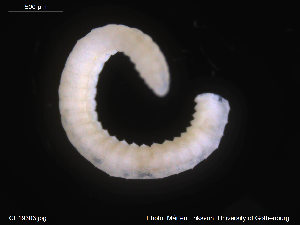  (Lumbricillus lineatus - CE19303)  @13 [ ] CreativeCommons - Attribution Non-Commercial Share-Alike (2014) Christer Erseus University of Gothenburg