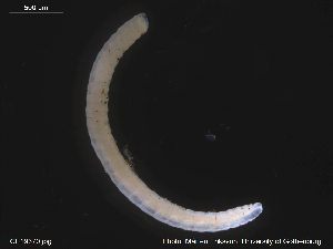  (Lumbricillus knoellneri - CE19370)  @11 [ ] CreativeCommons - Attribution Non-Commercial Share-Alike (2014) Christer Erseus University of Gothenburg
