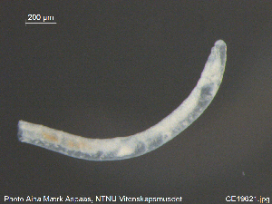  ( - CE19621)  @11 [ ] CreativeCommons - Attribution Non-Commercial Share-Alike (2015) NTNU University Museum, Department of Natural History NTNU University Museum, Department of Natural History