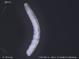  (Hemifridericia parva CEB - CE19757)  @11 [ ] CreativeCommons - Attribution Non-Commercial Share-Alike (2014) Christer Erseus University of Gothenburg