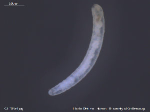  (Enchytronia sp. CEB - CE20254)  @11 [ ] CreativeCommons - Attribution Non-Commercial Share-Alike (2014) Christer Erseus University of Gothenburg