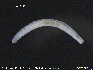  ( - CE20383)  @12 [ ] CreativeCommons - Attribution Non-Commercial Share-Alike (2015) NTNU University Museum, Department of Natural History NTNU University Museum, Department of Natural History