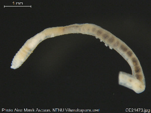  ( - CE21473)  @11 [ ] Creative Commons  Attribution Non-Commercial Share-Alike (2019) NTNU University Museum, Department of Natural History NTNU University Museum, Department of Natural History