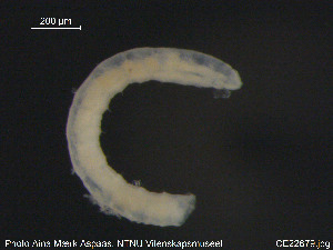  (Paralumbricillus lofotensis - CE22679)  @11 [ ] CreativeCommons - Attribution Non-Commercial Share-Alike (2015) NTNU University Museum, Department of Natural History NTNU University Museum, Department of Natural History