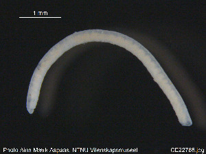  (Paralumbricillus dubius - CE22768)  @12 [ ] CreativeCommons - Attribution Non-Commercial Share-Alike (2015) NTNU University Museum, Department of Natural History NTNU University Museum, Department of Natural History