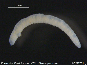  (Lumbricillus pagenstecheri C - CE22770)  @12 [ ] CreativeCommons - Attribution Non-Commercial Share-Alike (2015) NTNU University Museum, Department of Natural History NTNU University Museum, Department of Natural History