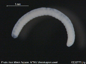  ( - CE22773)  @12 [ ] CreativeCommons - Attribution Non-Commercial Share-Alike (2015) NTNU University Museum, Department of Natural History NTNU University Museum, Department of Natural History