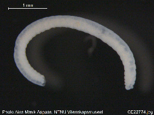  (Lumbricillus tuba - CE22774)  @12 [ ] CreativeCommons - Attribution Non-Commercial Share-Alike (2015) NTNU University Museum, Department of Natural History NTNU University Museum, Department of Natural History