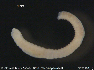  ( - CE23133)  @12 [ ] CreativeCommons - Attribution Non-Commercial Share-Alike (2015) NTNU University Museum, Department of Natural History NTNU University Museum, Department of Natural History