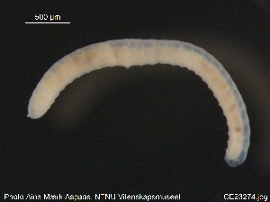  (Lumbricillus buelowi - CE23274)  @12 [ ] CreativeCommons - Attribution Non-Commercial Share-Alike (2015) NTNU University Museum, Department of Natural History NTNU University Museum, Department of Natural History