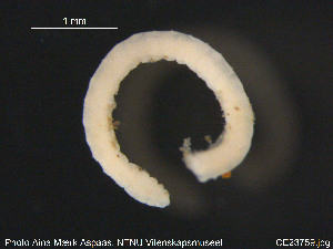  (Lumbricillus verrucosus - CE23759)  @11 [ ] CreativeCommons - Attribution Non-Commercial Share-Alike (2015) NTNU University Museum, Department of Natural History NTNU University Museum, Department of Natural History