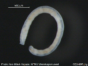  ( - CE24695)  @11 [ ] CreativeCommons - Attribution Non-Commercial Share-Alike (2015) NTNU University Museum, Department of Natural History NTNU University Museum, Department of Natural History