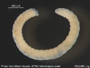  (Lumbricillus kaloensis - CE24991)  @13 [ ] CreativeCommons - Attribution Non-Commercial Share-Alike (2015) NTNU University Museum, Department of Natural History NTNU University Museum, Department of Natural History