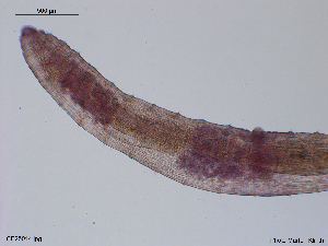  (Paralumbricillus bicornis - CE25014)  @11 [ ] CreativeCommons - Attribution Non-Commercial Share-Alike (2018) Christer Erseus University of Gothenburg