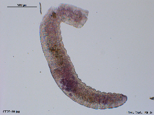  (Lumbricillus bibulbus - CE28409)  @11 [ ] CreativeCommons - Attribution Non-Commercial Share-Alike (2018) Christer Erseus University of Gothenburg