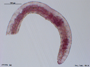  (Lumbricillus fennicus - CE29261)  @11 [ ] CreativeCommons - Attribution Non-Commercial Share-Alike (2018) Christer Erseus University of Gothenburg