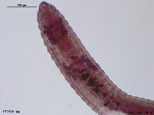  (Lumbricillus pagenstecheri A - CE29384)  @11 [ ] CreativeCommons - Attribution Non-Commercial Share-Alike (2018) Christer Erseus University of Gothenburg