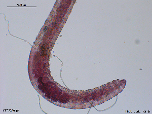  (Lumbricillus boreas - CE32320)  @11 [ ] CreativeCommons - Attribution Non-Commercial Share-Alike (2018) Christer Erseus University of Gothenburg