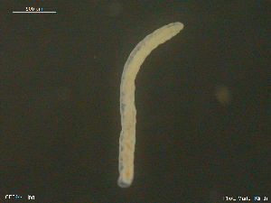  (Lumbricillus rutilus - CE34441)  @11 [ ] CreativeCommons - Attribution Non-Commercial Share-Alike (2018) Christer Erseus University of Gothenburg