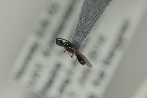  (Coptera inaequalifrons - NOFIG850)  @12 [ ] CreativeCommons - Attribution Non-Commercial Share-Alike (2016) Arnstein Staverlokk Norwegian Institute of Nature Research