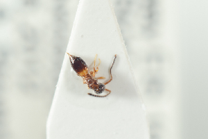  (Conostigmus sp3IM - NOFIG1364)  @12 [ ] CreativeCommons - Attribution Non-Commercial Share-Alike (2017) Arnstein Staverlokk Norwegian Institute of Nature Research