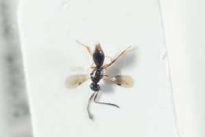  (Conostigmus basalis - NOFIG1371)  @11 [ ] CreativeCommons - Attribution Non-Commercial Share-Alike (2017) Arnstein Staverlokk Norwegian Institute of Nature Research