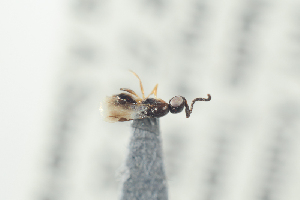  (Dendrocerus breadalbimensis - NOFIG1372)  @11 [ ] CreativeCommons - Attribution Non-Commercial Share-Alike (2017) Arnstein Staverlokk Norwegian Institute of Nature Research