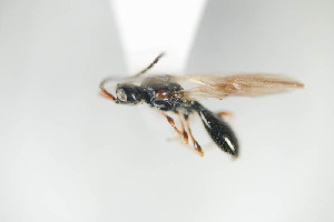  (Aneurhynchus gracilicornis - NOPAR78)  @12 [ ] CreativeCommons - Attribution Non-Commercial Share-Alike (2014) Arnstein Staverlokk Norwegian Institute of Nature Research