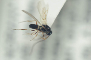  (Trichoplasta - NOFIG608)  @12 [ ] CreativeCommons - Attribution Non-Commercial Share-Alike (2016) Arnstein Staverlokk Norwegian Institute of Nature Research