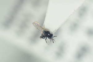  (Ormyrus pomaceus - NOFIG624)  @12 [ ] CreativeCommons - Attribution Non-Commercial Share-Alike (2016) Arnstein Staverlokk Norwegian Institute of Nature Research