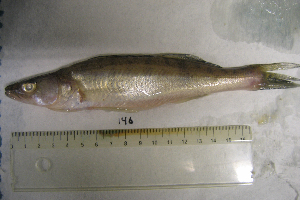  ( - NHMO-f-146)  @11 [ ] Copyright  Natural History Museum, University of Oslo Natural History Museum, University of Oslo