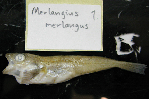  ( - NHMO-f-498)  @11 [ ] Copyright  Natural History Museum, University of Oslo Natural History Museum, University of Oslo