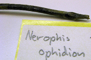  (Nerophis - NHMO-f-501)  @13 [ ] Copyright  Natural History Museum, University of Oslo Natural History Museum, University of Oslo