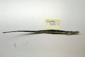  (Syngnathus typhle - NHMO-f-519)  @13 [ ] Copyright  Natural History Museum, University of Oslo Natural History Museum, University of Oslo