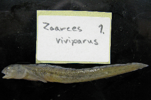  (Zoarces viviparus - NHMO-f-522)  @12 [ ] Copyright  Natural History Museum, University of Oslo Natural History Museum, University of Oslo
