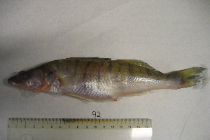  ( - NHMO-f-92)  @11 [ ] Copyright  Natural History Museum, University of Oslo Natural History Museum, University of Oslo