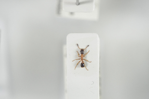  ( - NOFOR141)  @12 [ ] CreativeCommons - Attribution Non-Commercial Share-Alike (2014) Arnstein Staverlokk Norwegian Institute of Nature Research