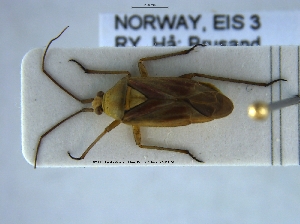  ( - NOHET166)  @11 [ ] Creative Commons  Attribution Non-Commercial Share-Alike (2023) NTNU University Museum, Department of Natural History NTNU University Museum, Department of Natural History