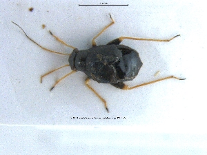  ( - NOHET296)  @11 [ ] Creative Commons  Attribution Non-Commercial Share-Alike (2023) NTNU University Museum, Department of Natural History NTNU University Museum, Department of Natural History