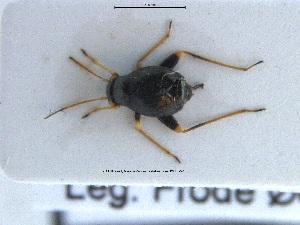  ( - NOHET297)  @11 [ ] Creative Commons  Attribution Non-Commercial Share-Alike (2023) NTNU University Museum, Department of Natural History NTNU University Museum, Department of Natural History